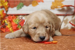Christian - Golden Retriever for sale