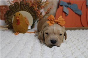 Callie - puppy for sale