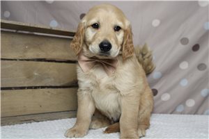 Malcom - Golden Retriever for sale