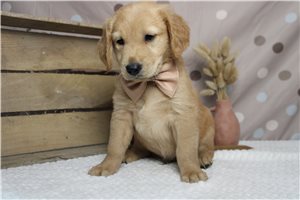 Maxx - Golden Retriever for sale