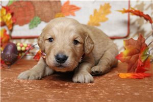 Colton - Golden Retriever for sale