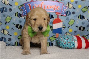 Malcom - Golden Retriever for sale