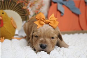 Celine - puppy for sale