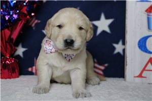 Moon - Golden Retriever for sale