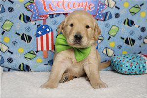 Mitch - Golden Retriever for sale