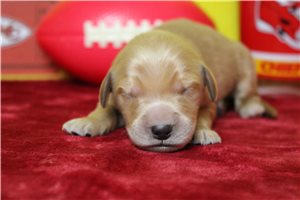 Thaddeus - Golden Retriever for sale
