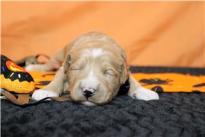 August - Goldendoodle for sale