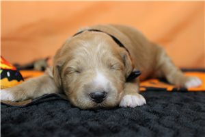 Ajax - Goldendoodle for sale