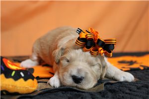 Athena - Goldendoodle for sale