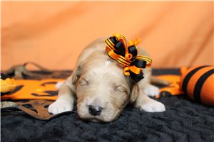 Alexa - Goldendoodle for sale
