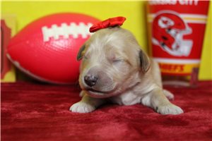 Amina - puppy for sale