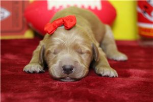 Arlington - puppy for sale