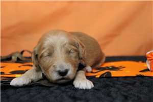 Adonis - Goldendoodle for sale