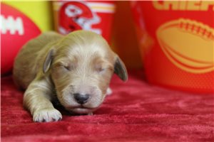 Adonis - puppy for sale