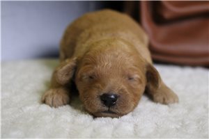 Isla - Goldendoodle, Mini for sale