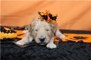 Amina - Goldendoodle for sale