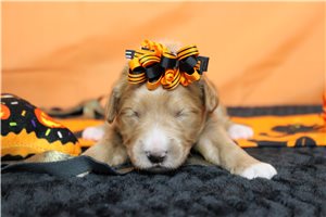 Apple - Goldendoodle for sale