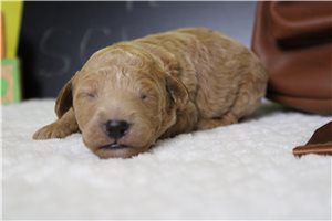 India - Goldendoodle, Mini for sale