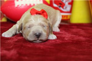 Athena - puppy for sale