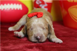 Alexa - puppy for sale