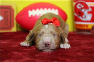 Apple - puppy for sale