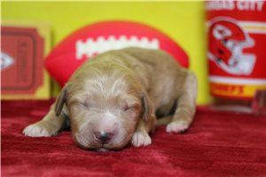 Ajax - puppy for sale