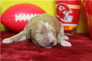 August - puppy for sale