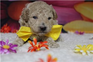 Nugget - Havapoo for sale