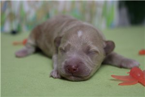 Nova - puppy for sale