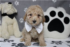 Nugget - Havapoo for sale