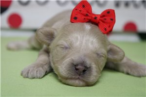 Nina - Havapoo for sale