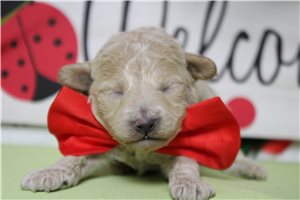 Nugget - Havapoo for sale