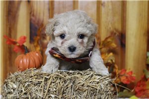 Mason - puppy for sale