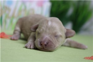 Nina - Havapoo for sale