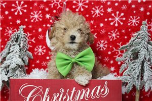 Marty - Havapoo for sale