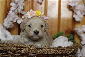 Nina - Havapoo for sale