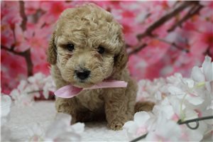 Nugget - Havapoo for sale