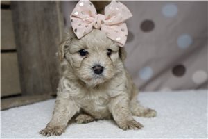 Nina - Havapoo for sale