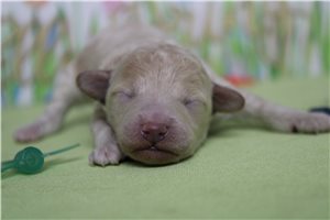 Nugget - puppy for sale