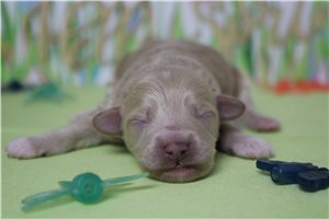 Nicolas - puppy for sale