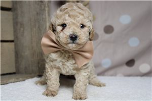 Nugget - Havapoo for sale
