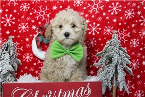 Merlin - Havapoo for sale