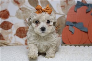 Monica - puppy for sale