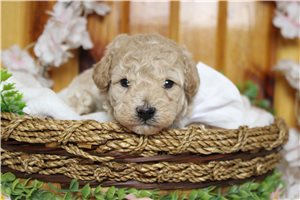 Nugget - Havapoo for sale