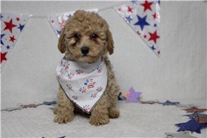 Nugget - Havapoo for sale