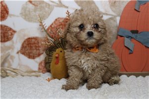 Marcus - puppy for sale