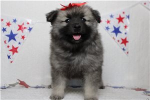 Idina - Keeshond for sale