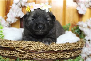Kristen - Keeshond for sale