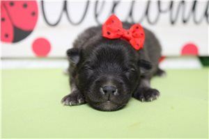 Kristen - Keeshond for sale