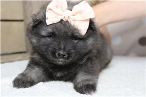 Kristen - Keeshond for sale
